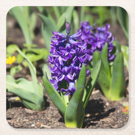 Blue Geocinth in Spring Kartonnen Onderzetters (Voorkant)