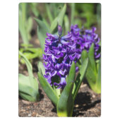 Blue Geocinth in Spring Klembord (Achterkant)