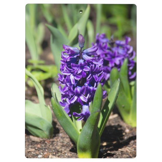 Blue Geocinth in Spring Klembord (Achterkant)