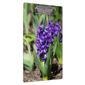 Blue Geocinth in Spring Klembord (Rechts)