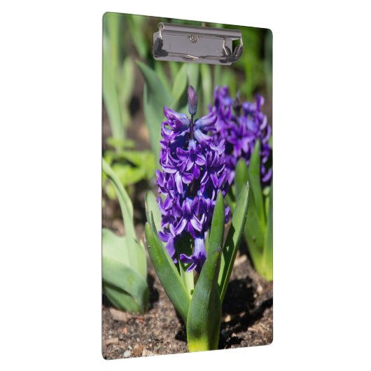 Blue Geocinth in Spring Klembord (Rechts)