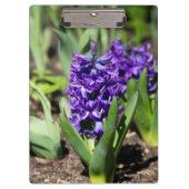 Blue Geocinth in Spring Klembord (Voorkant)