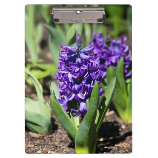 Blue Geocinth in Spring Klembord (Voorkant)