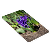 Blue Geocinth in Spring Magneet (Rechterzijde)