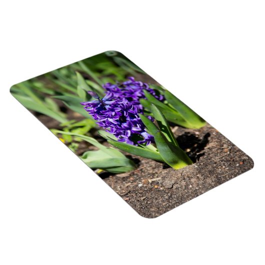 Blue Geocinth in Spring Magneet (Rechterzijde)