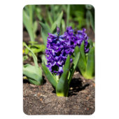 Blue Geocinth in Spring Magneet (Verticaal)