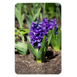 Blue Geocinth in Spring Magneet