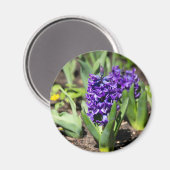 Blue Geocinth in Spring Magneet (Voorkant / Achterkant)