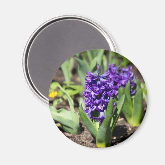 Blue Geocinth in Spring Magneet (Voorkant / Achterkant)