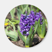 Blue Geocinth in Spring Magneet (Voorkant)