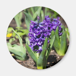 Blue Geocinth in Spring Magneet