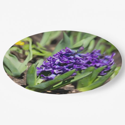 Blue Geocinth in Spring Papieren Bordje (Gekanteld)