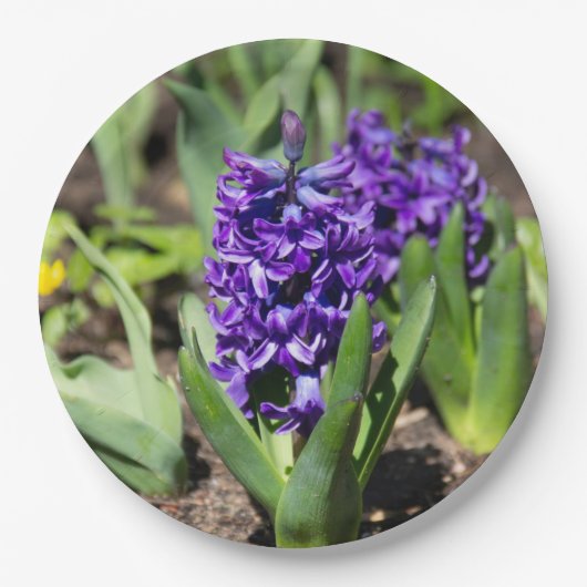 Blue Geocinth in Spring Papieren Bordje (Voorkant)