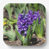 Blue Geocinth in Spring Papieren Bordje (Voorkant)