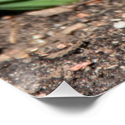 Blue Geocinth in Spring Perfect Poster (Hoek)