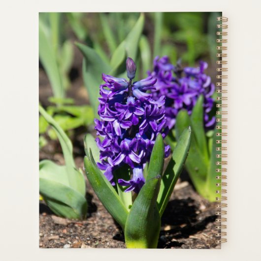 Blue Geocinth in Spring Planner (Achterkant)