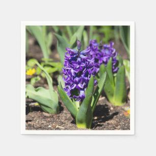 Blue Geocinth in Spring Servet