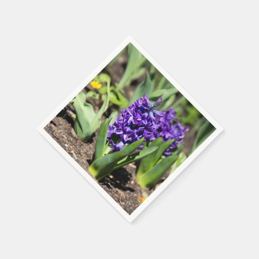 Blue Geocinth in Spring Servet (Hoek)