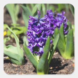 Blue Geocinth in Spring Vierkante Sticker