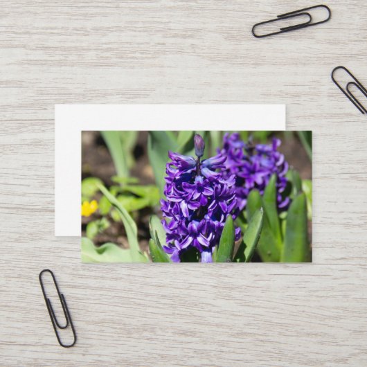 Blue Geocinth in Spring Visitekaartje (Voorkant / Achterkant in situ)