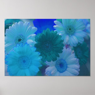 Blue Gerbera Daisy Flowers Wall Art Poster