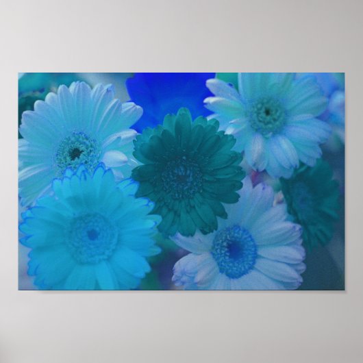 Blue Gerbera Daisy Flowers Wall Art Poster (Voorkant)