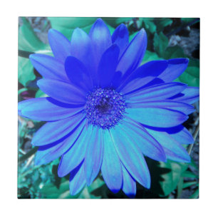Blue Gerbera Daisy Tile Tegeltje