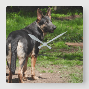 Blue German Shepherd Clock Vierkante Klok