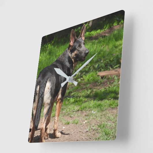 Blue German Shepherd Clock Vierkante Klok (Hoek)