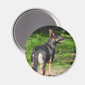 Blue German Shepherd Dog Magneet (Voorkant / Achterkant)