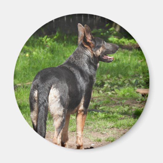 Blue German Shepherd Dog Magneet (Voorkant)