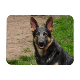 Blue German Shepherd Dog Magneet