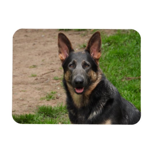 Blue German Shepherd Dog Magneet (Horizontaal)