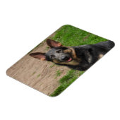 Blue German Shepherd Dog Magneet (Linkerzijde)