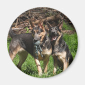 Blue German Shepherd Dogs Magneet (Voorkant)