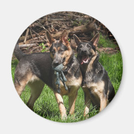 Blue German Shepherd Dogs Magneet