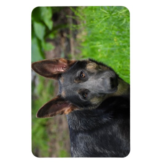 Blue German Shepherd Magneet (Verticaal)