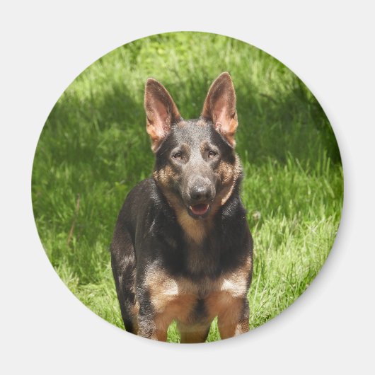 Blue German Shepherd Magneet (Voorkant)