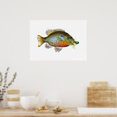 Blue Gill - Pumpkin Seed Poster (Keuken)