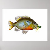 Blue Gill - Pumpkin Seed Poster (Voorkant)