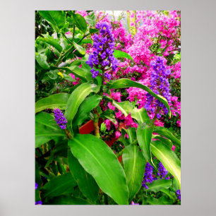 Blue Ginger en Bougainvillea Poster