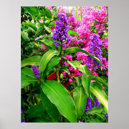 Blue Ginger en Bougainvillea Poster (Voorkant)