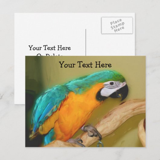 Blue Gold Macaw Parrot  Briefkaart (Voorkant / Achterkant)
