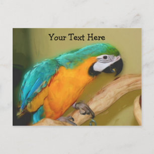Blue Gold Macaw Parrot  Briefkaart
