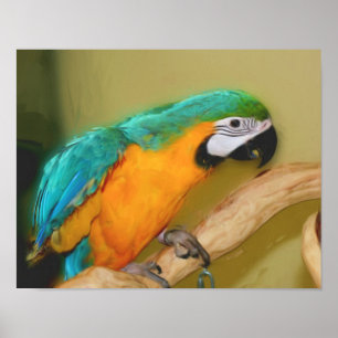 Blue Gold Macaw Parrot fotoschilderen Poster