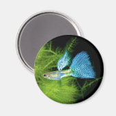Blue Grass Guppy Magneet (Voorkant / Achterkant)