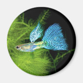 Blue Grass Guppy Magneet (Voorkant)