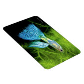 Blue Grass Guppy Magneet (Rechterzijde)