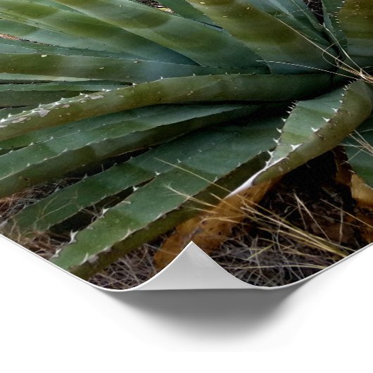 Blue Green Agave Plant in het woestijngebergte Ari Poster (Hoek)