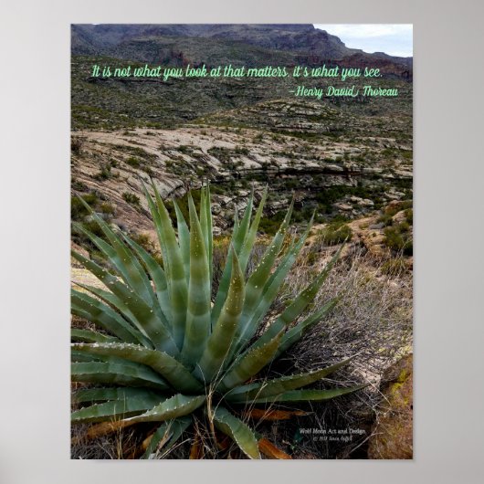 Blue Green Agave Plant in het woestijngebergte Ari Poster (Voorkant)